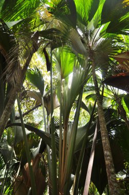 Praslin Adası 'ndaki Valle de Mai Doğa Koruma Parkı' nda Coco de Mer (Lodoicea maldivica) palmiyeleri. Seyşeller