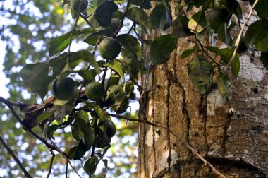 Vahşi kireç ağacı, La Digue Adası, Seyşeller