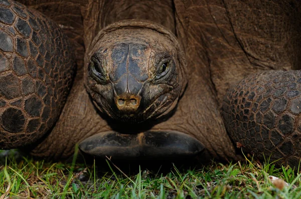 Tortuga Gigante Seychelles Aldabrachelys Gigantea Hololissa Isla Curieuse — Foto de Stock