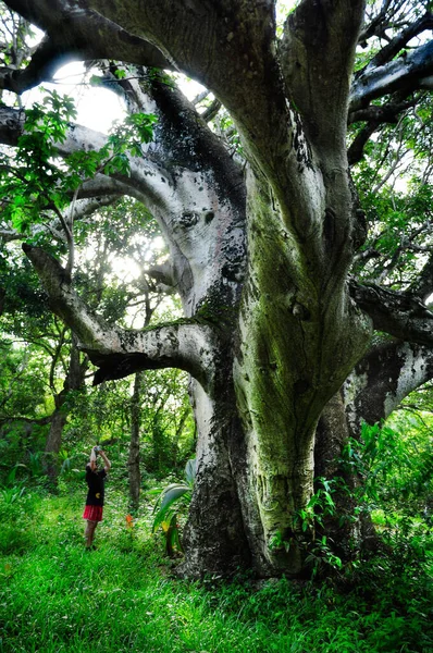 Turista Tirar Fotos Uma Grande Árvore Baobab Digue Seicheles — Fotografia de Stock