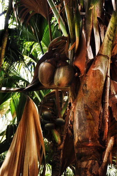 Giant fruit of coco de mer palm in the Vallee de Mai Nature Reserve, Baie Sainte Anne district, Island of Praslin, Seychelles