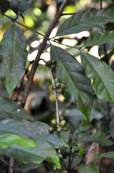 Wild Coffee Tree Been Fruit Digue Island Seychelles — Stock Photo, Image
