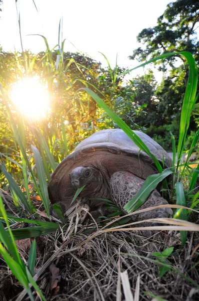 Young Aldabra Giant Tortoise Aldabrachelys Gigantea Wilderness Back Lit — Stock Photo, Image