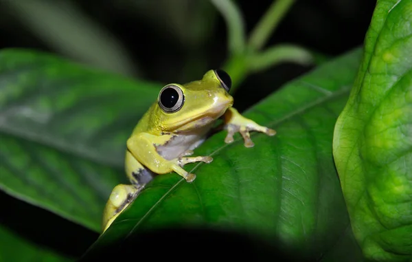 Close Seychelles Tree Frog Tachycnemis Seychellensis Leaf — Stock Photo, Image