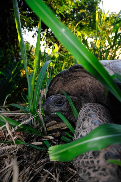 Joven Tortuga Gigante Aldabra Aldabrachelys Gigantea Desierto Con Espalda Iluminada — Foto de Stock