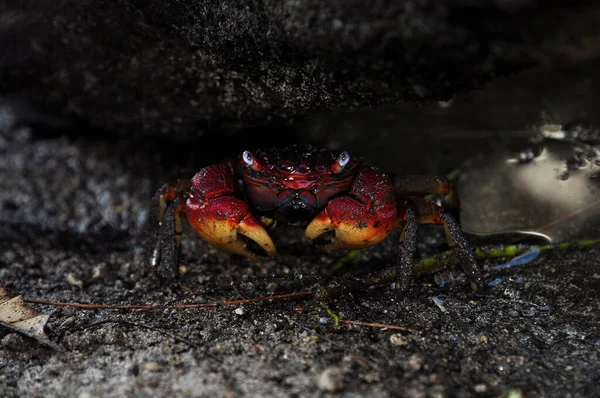 Cardisoma Carnifex Crabe Bleu Des Terres Rouge Jaune Sous Les — Photo