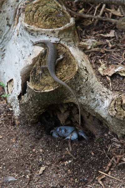 Seychellen Skink Trachylepis Sechellensis Über Einem Baumstumpf Und Einer Blauen — Stockfoto