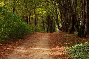 Yolu düşen yapraklar yeşil ağaçları ile ormanda