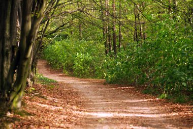 Yolu düşen yapraklar yeşil ağaçları ile ormanda