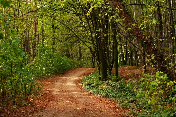 Veg i skog med falne blader på grønne trær – stockfoto