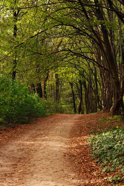 Chemin en forêt avec des feuilles tombées sur des arbres verts — Photo