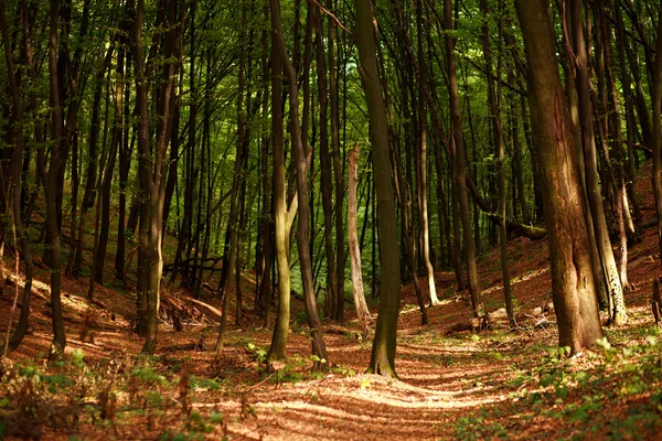 Hintergrund Natur grüner Wald in Strahlen der untergehenden Sonne — Stockfoto