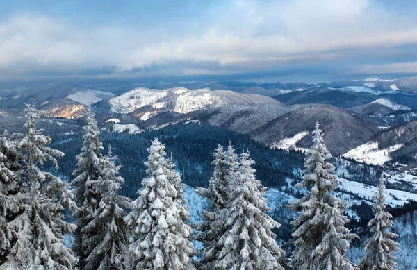 Bosque de invierno de pino cubierto de nieve en las montañas de fondo — Foto de Stock
