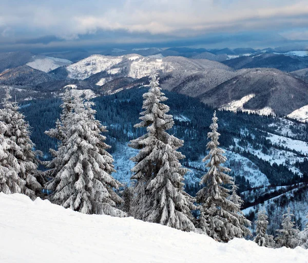 Bosque de invierno de pino cubierto de nieve en las montañas de fondo — Foto de Stock