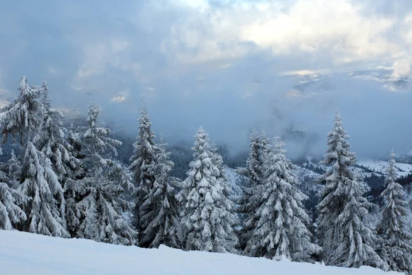 Bosque de invierno de pino cubierto de nieve en las montañas de fondo — Foto de Stock