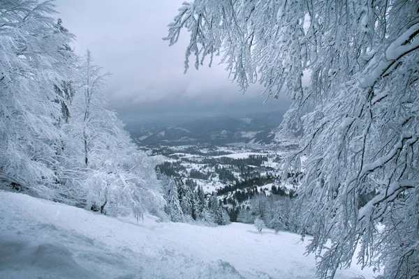 Árboles Cubiertos Nieve Invierno Montañas Bosque — Foto de Stock