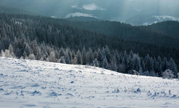 Invierno paisaje montaña bosque de pinos en los rayos del sol — Foto de Stock