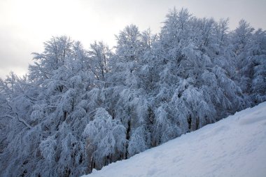 Karlı kış orman dağlarında, doğa arka plan