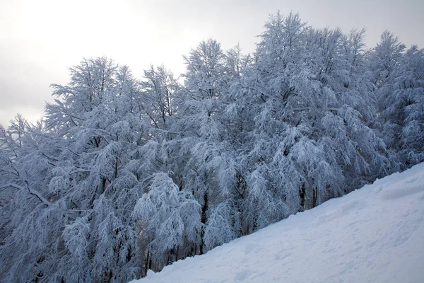 Karlı kış orman dağlarında, doğa arka plan