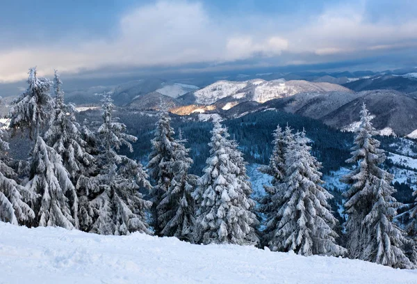 Los pinos en la nieve en las montañas en invierno en el fondo del cielo — Foto de Stock