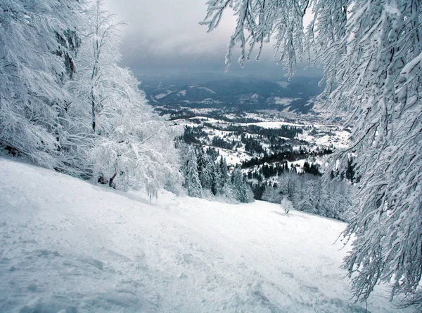 Bosque de invierno nevado en las montañas, fondo natural — Foto de Stock