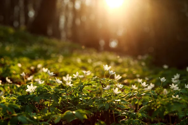 Primavera Despertar de flores y vegetación en el bosque al atardecer — Foto de Stock