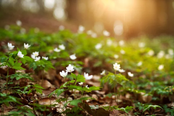 Éveil printanier des fleurs et de la végétation en forêt au coucher du soleil — Photo