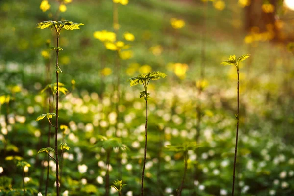 Primavera despertar plantas verdes en el bosque en el fondo del atardecer — Foto de Stock