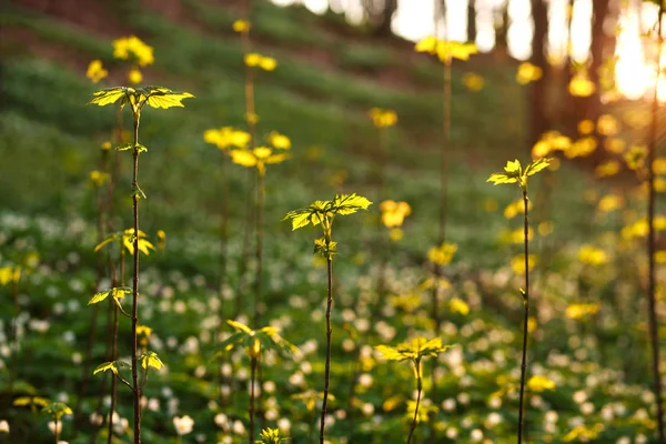 Primavera despertar plantas verdes en el bosque en el fondo del atardecer — Foto de Stock