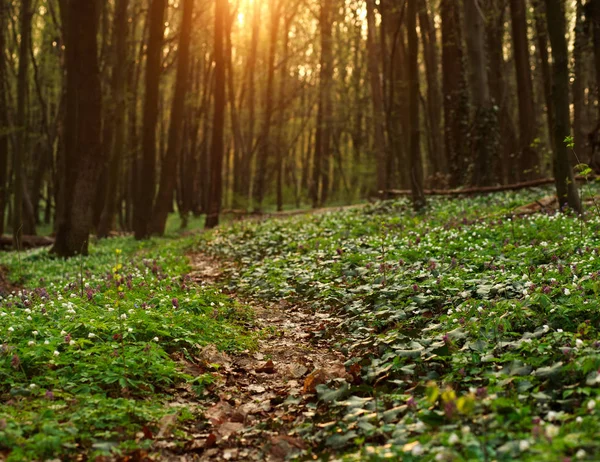 Güneş ışığı, doğa arka plan bahar çiçekli ormanda iz — Stok fotoğraf