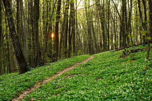 Sendero en el verde bosque floreciente primavera, fondo de la naturaleza —  Fotos de Stock