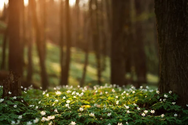 Primavera Despertar de las flores en el bosque sobre el fondo del sol — Foto de Stock