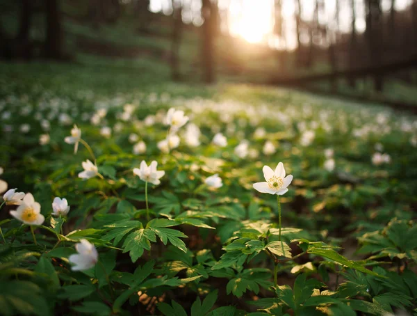 Trezirea de primăvară a florilor și vegetației în pădure la apusul soarelui — Fotografie, imagine de stoc