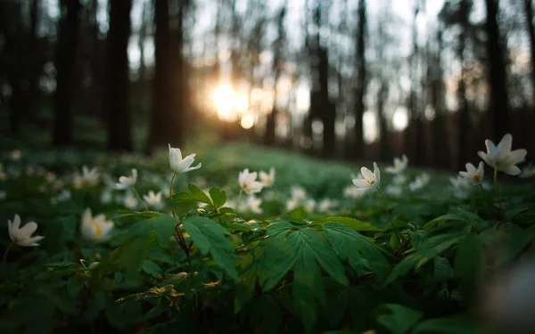Primavera Despertar de flores y vegetación en el bosque al atardecer — Foto de Stock