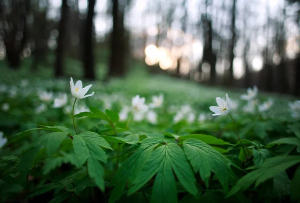 Primavera Despertar de flores y vegetación en el bosque al atardecer —  Fotos de Stock