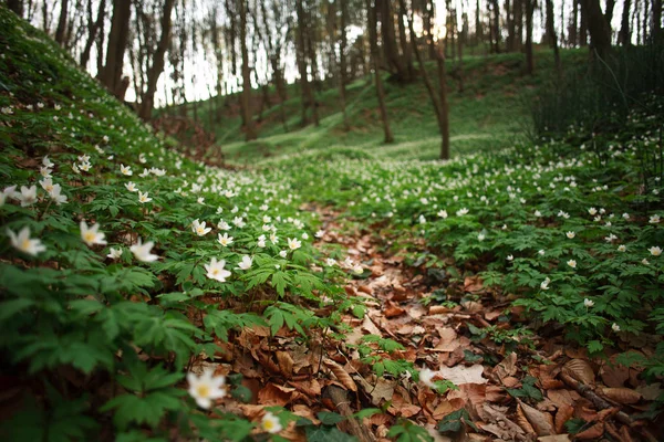 Glade en el bosque florido de primavera verde, fondo de la naturaleza — Foto de Stock