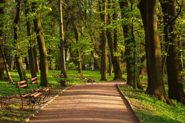 Geçit yaz yeşil park ormanda günbatımı ışığı