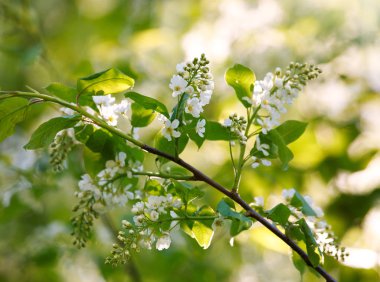 Park doğa arka planda ağaç açan bahar çiçekleri