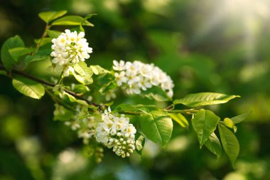 Park doğa arka planda ağaç açan bahar çiçekleri