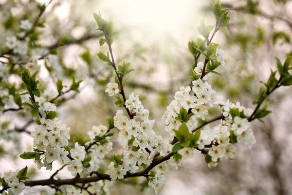 Güneş ışığı beyaz çiçeklerle ağaç çiçek şube — Stok fotoğraf