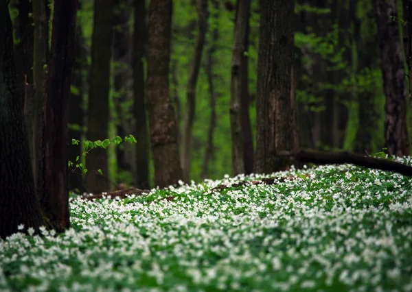 Flores blancas floreciendo en el bosque verde entre los árboles —  Fotos de Stock
