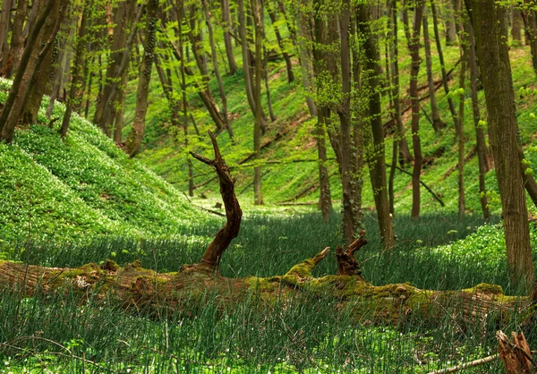 Bosque salvaje floreciente en primavera naturaleza fondo —  Fotos de Stock