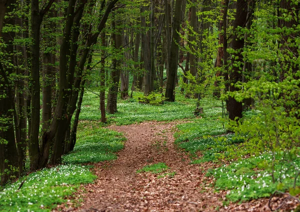 Trilha na floresta florescente verde em árvores, natureza de fundo — Fotografia de Stock