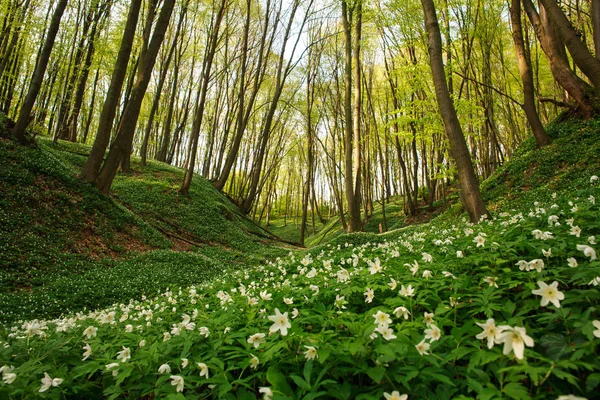 Plantas con flores en el bosque, flores blancas en el fondo de los árboles —  Fotos de Stock