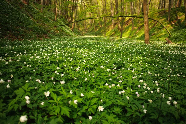 Plantas con flores en el bosque, flores blancas en el fondo de los árboles —  Fotos de Stock