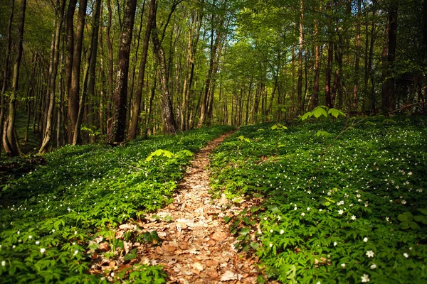 Caminho caminho na floresta de primavera florescente, fundo da natureza — Fotografia de Stock