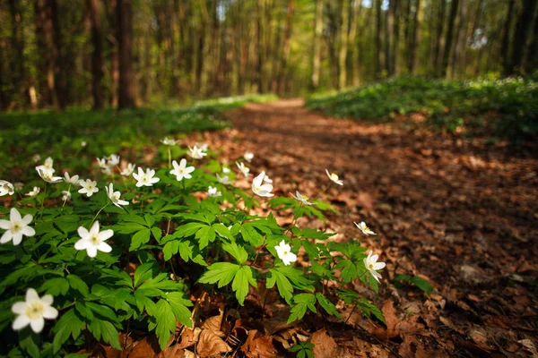 Caminho caminho na floresta de primavera florescente, fundo da natureza — Fotografia de Stock