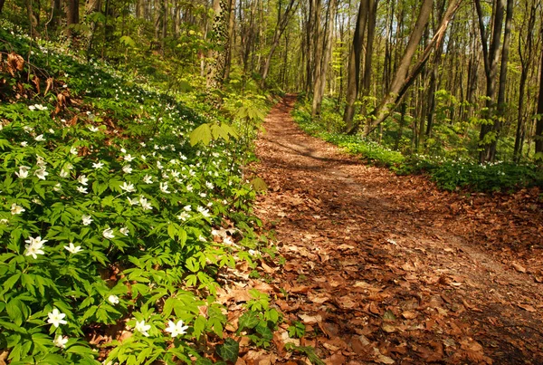 Path way in blossoming spring forest, nature background — Stock Photo, Image