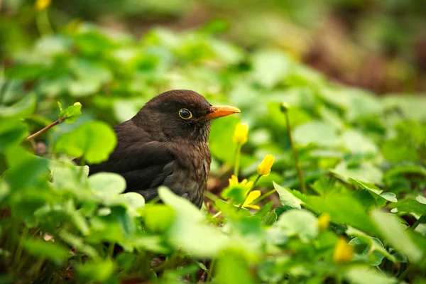 Bird black thrush sitting in summer green blooming glade — Stock Photo, Image