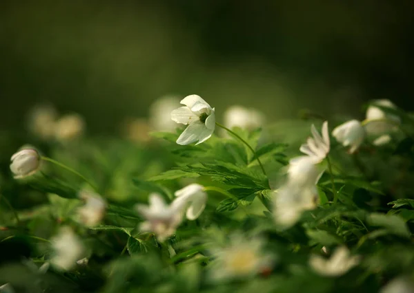 Glade floreciente de flores en bosque verde de primavera a la luz del sol — Foto de Stock
